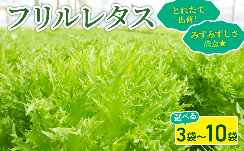 
            フリルレタス 選べる 3袋 / 6袋 / 10袋 セット 新鮮レタス フレッシュ レタス サラダ 野菜 やさい こだわり 産地直送 土壌栽培  新鮮 とれたて 採れたて 冷蔵 低カロリー ヘルシー レタスボウル 副菜 常備菜 緑黄色野菜 健康 弁当 付け合わせ ダイエット ベジタブル ヴィーガン 千葉県 旭市 Farm Fujinaga ffn
          