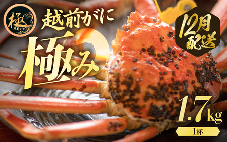 越前がに本場の越前町からお届け！越前がに浜茹で究極の1杯 極み(きわみ)サイズ（生で約1.7kg～）×1杯【12月発送】 [e57-x009_12] 越前町 雄 ズワイガニ ボイル 冷蔵 越前がに 越前ガニ 越前かに 越前カニ