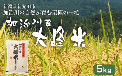 【大峰米コシヒカリ】 令和7年産 新潟県産 コシヒカリ 5kg 新潟県 新発田市 加治川産 新発田産 新潟 ふるさと納税 精米 米 お米 大峰米 白米 米 お米 こめ コメ ライス ご飯 ごはん 美味しい 贈り物 国産 新潟県 新発田市 お取り寄せ 令和7年産米 産地直送 GAP認証 JGAP アグリ加治川 agk008