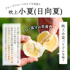 No.221 ＜先行予約受付中！3月下旬～5月上旬までの間に発送＞鹿児島県産！吹上小夏(4kg) 小夏 日向夏 みかん ミカン 蜜柑 柑橘 フルーツ 青果 果実 鹿児島 国産 九州産 ギフト 贈答【黒