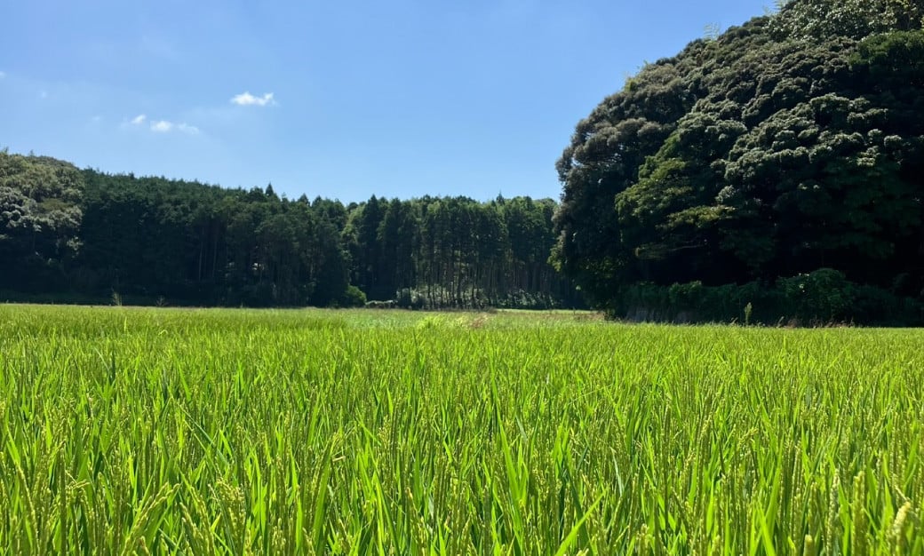 福岡県ブランド米「元気つくし」5kg 米 お米 白米 精米 岡垣町
