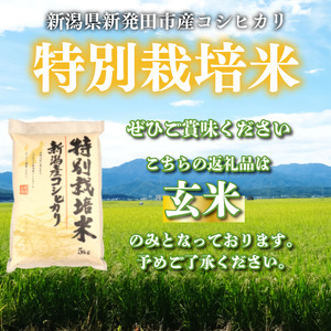【先行予約】 令和7年産 玄米 コシヒカリ 5kg こしひかり 特別栽培米 ご飯 備蓄 コメ お米 米 こめ しんまい 新潟産 新潟米 新潟県 新潟 新発田 新発田市 国産 新発田市産 斗伸 tous