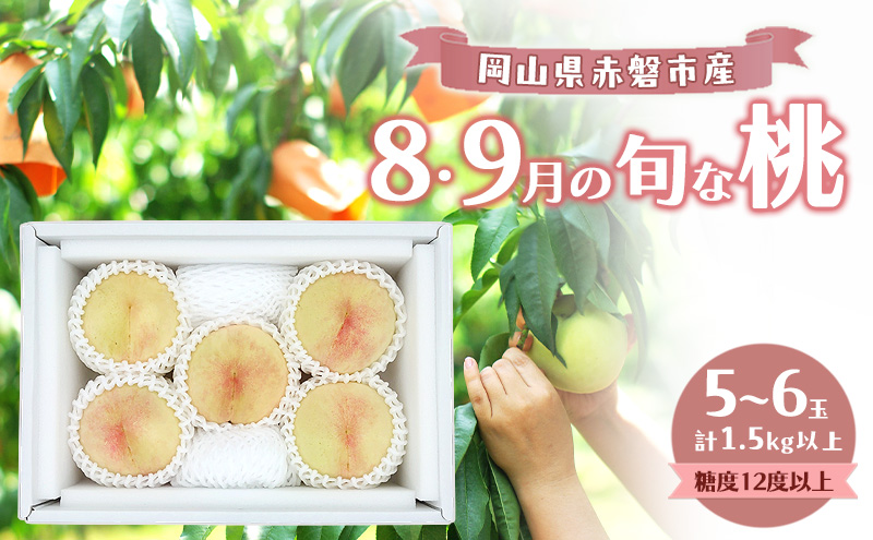 桃 2026年 数量限定 岡山の白桃 『8・9月の旬な桃』 5-6玉 計1.5kg以上 糖度12度以上