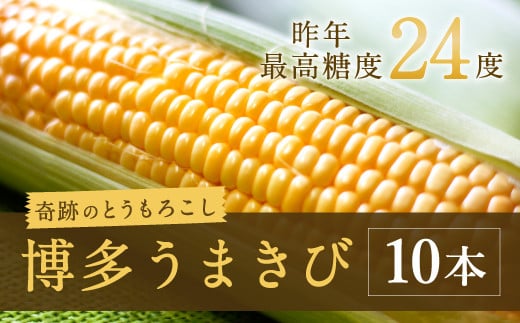 【6月発送】博多うまきび 10本入り 平均糖度20度 奇跡のとうもろこし