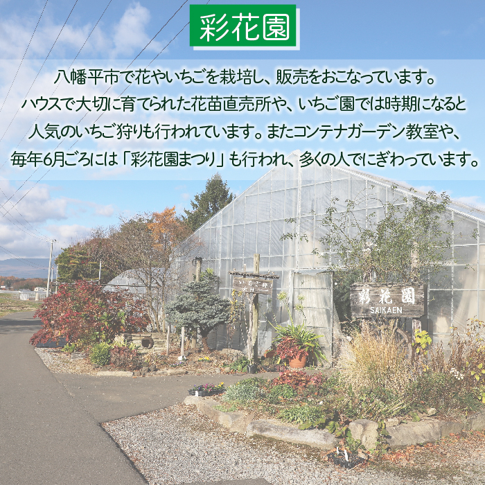 サボテン＆多肉植物の寄せ植え【黒ポット】 ／ インテリア 植物 ギフト おしゃれ 彩花園