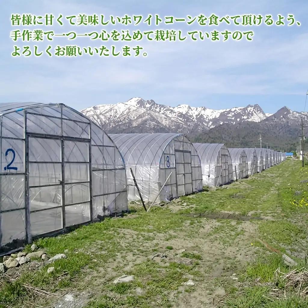 とうもろこし 富良野産 ホワイトコーン【8〜9本 計2.8kg以上】【先行予約】