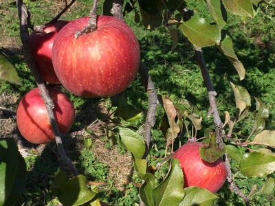 【2026年先行予約】ザ・王道 りんご サンふじ 約3kg |りんご
