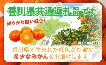 【先行受付】金時紅早生みかん約5kg【香川県共通返礼品】 | 金時紅 鮮やか 紅色 小原紅早生 糖度 甘い みかん ミカン 柑橘 柑橘系 果物 フルーツ 青果 デザート グルメ おすすめ 贈答 贈り物