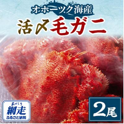 ふるさと納税 網走市 オホーツク産活〆毛ガニ　2尾