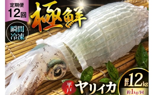 イカ 刺身 極鮮ヤリイカ 約1kg 12回 定期便 [海隆丸 長崎県 平戸市 hr42bgy400131] おつまみ ヤリイカ 新鮮 海鮮 魚介 瞬間冷凍 冷凍 コリコリ 直送 冷凍 個包装 真空パッ