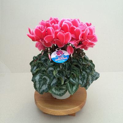 ふるさと納税 南相馬市 【2026年 先行予約】シクラメン リップスオレンジ 5号 | 花ギフト プレゼント 花苗 根本園芸