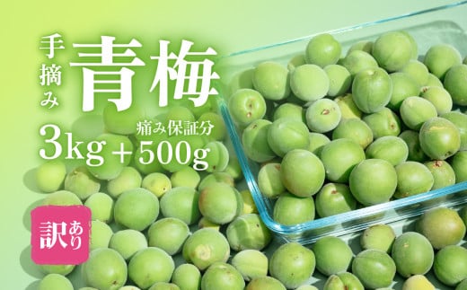 【先行予約】【訳あり】青梅3kg＋500g（傷み保証分） 計3.5kg【2025年5月末～6月頃発送予定】【青梅 梅酒 梅 うめ 梅シロップ 梅ジュース 梅ジャム 障がい者雇用】