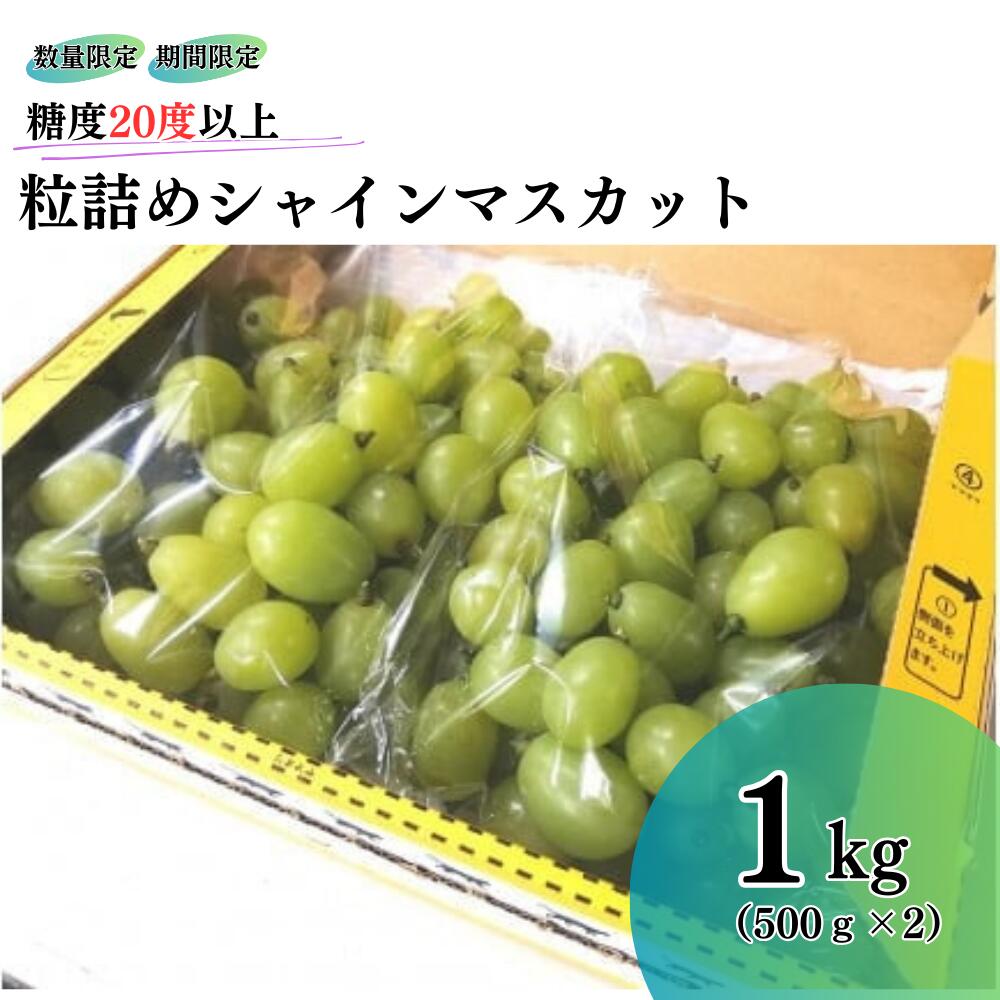 【ふるさと納税】糖度20度以上！粒詰めシャインマスカット1kg（粒500g ×‬ 2袋）※収穫終了間際のため規格外品も含みます