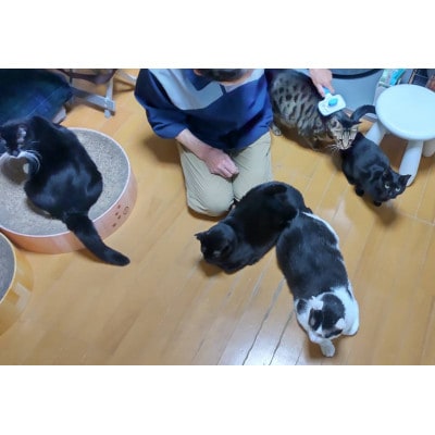 保護猫へのご支援のためのお礼品【保護猫ルームえびす】お世話体験または見学券