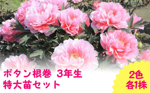 【先行予約】ボタン根巻 3年生 特大苗セット 2色各1株 | ガーデニング 庭 園芸 新潟県 五泉市 新潟県花卉球根農業協同組合 ( 2025年9月中旬より順次発送 )