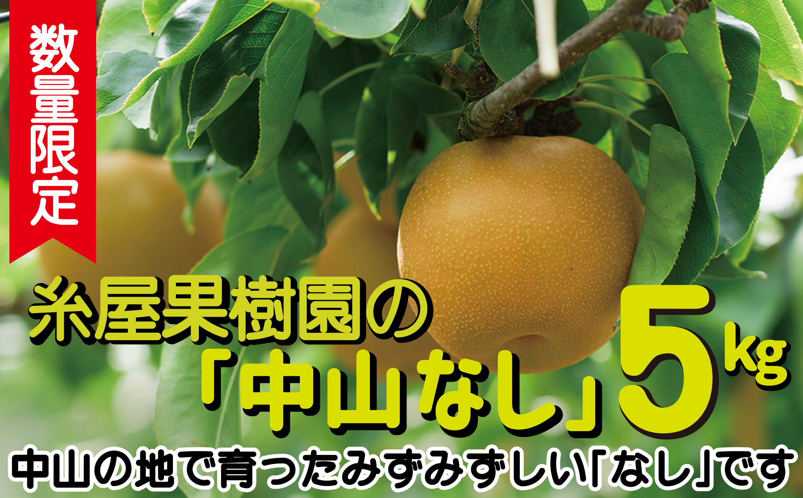 
            【数量限定・予約受付】糸屋さんちの「中山なし」５kg 75P3403　/ 梨 ナシ 和梨 幸水 豊水  果物 くだもの フルーツ 東北 秋田 大館 中山地区 中山なし 中山梨 なかやまなし 
          