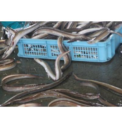 ふるさと納税 伊予市 炊き込みご飯の素 はもごはんの素(2合炊き用・110g)×1パック |  | 02