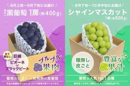 【2026年発送 先行予約】2回定期便 旬のフルーツ定期便（種無し黒葡萄1房・シャインマスカット1房）180-027-26y