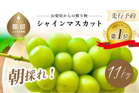 【2025年 先行予約】山梨県産　シャインマスカット 1.1kg (２房～3房)　【梨　都留市　フルーツ　シャインマスカット　シャイン　葡萄　ブドウ　ぶどう　デザート】