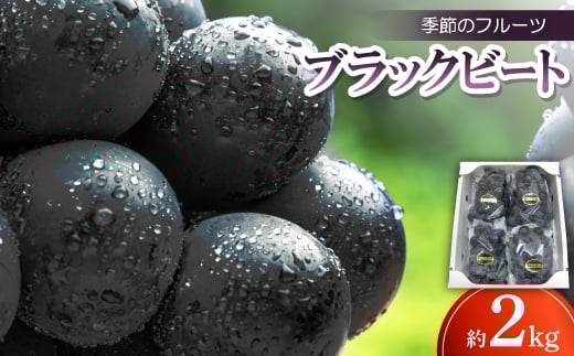 季節のフルーツ「ブラックビート」約2kg＜令和7年8月発送＞【1609799】