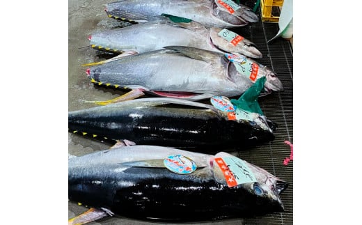天然マグロ ブロック 約400～500g 4～6人前 まぐろ 赤身 鮪 魚