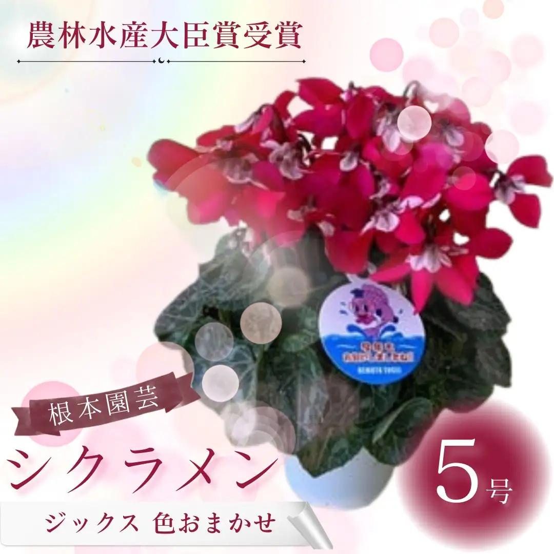 【先行予約】シクラメン レッド 5号鉢 花ギフト 根本園芸 | シクラメン 農林水産大臣賞