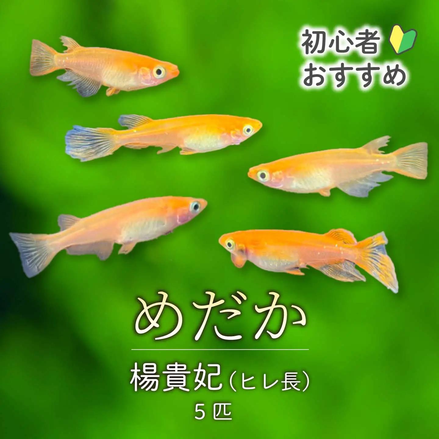 楊貴妃 5匹 めだか メダカ 飼育 生体 観賞魚 魚 ペット おまかせ ミックス おすすめ 水槽 インテリア 生物 鑑賞 熱帯魚 アクアリウム 熱帯 淡水魚 243014