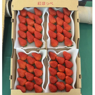 【ふるさと納税】紅ほっぺ280g×4パック　おいしい完熟いちご【配送不可地域：離島・北海道・沖縄県・四国・九州】【1710614】
