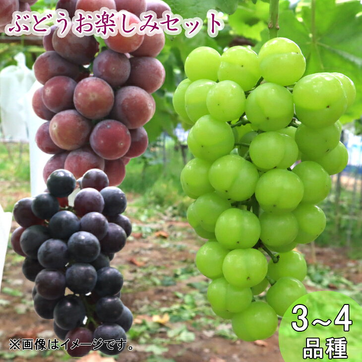 【ふるさと納税】古舘ぶどう園 ぶどう お楽しみ 詰合せ セット（3~4品種）