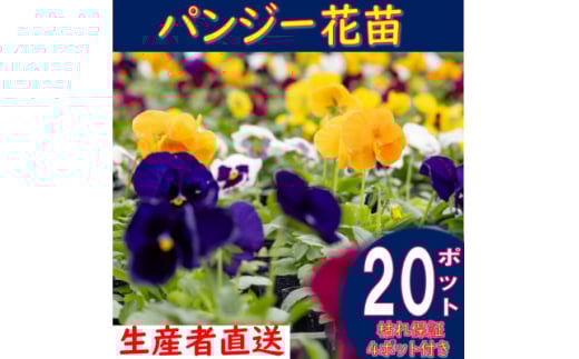 ＜先行予約＞パンジー花苗セット(20+4ポット)【1494370】