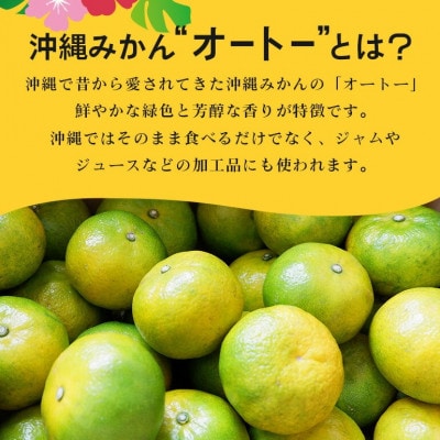 【2025年10月から順次発送】やんばる国頭村産 希少な島みかん「オートー」3kg【1662091】