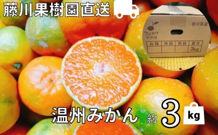みかん 温州みかん フジカワ果樹園 農園直送 みかん【約3kg】
