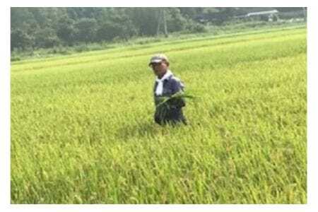 【令和7年産】獅子米 ゆうだい21 精米 10kg 岡田ファーム あなたが選ぶ日本一おいしい米コンテスト 最優秀金賞 受賞 お米 白米 米 おこめ ブランド米 ゆうだい ユウダイ21 10キロ 国産 