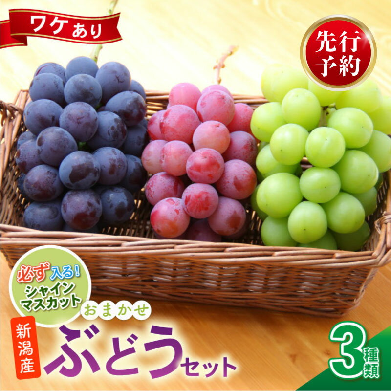 【ふるさと納税】 2026年先行予約 訳あり ぶどう セット 3種類 ぶどう 詰め合わせ セット シャインマスカット ピオーネ クインニーナ 果物 くだもの フルーツ 葡萄 ブドウ ぶどう マスカット シャイン マスカット 高橋農園 新潟県 新発田市 takahashi005