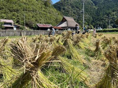 令和8年産 特別栽培米 キヌヒカリ 10kg 精米 白米 減農薬栽培 10キロ 令和8年産