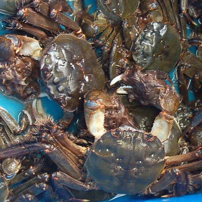 天然　活モクズガニ　約1kg　兵庫県新温泉町　【配送不可地域：離島・北海道・沖縄県・東北・関東・九州】