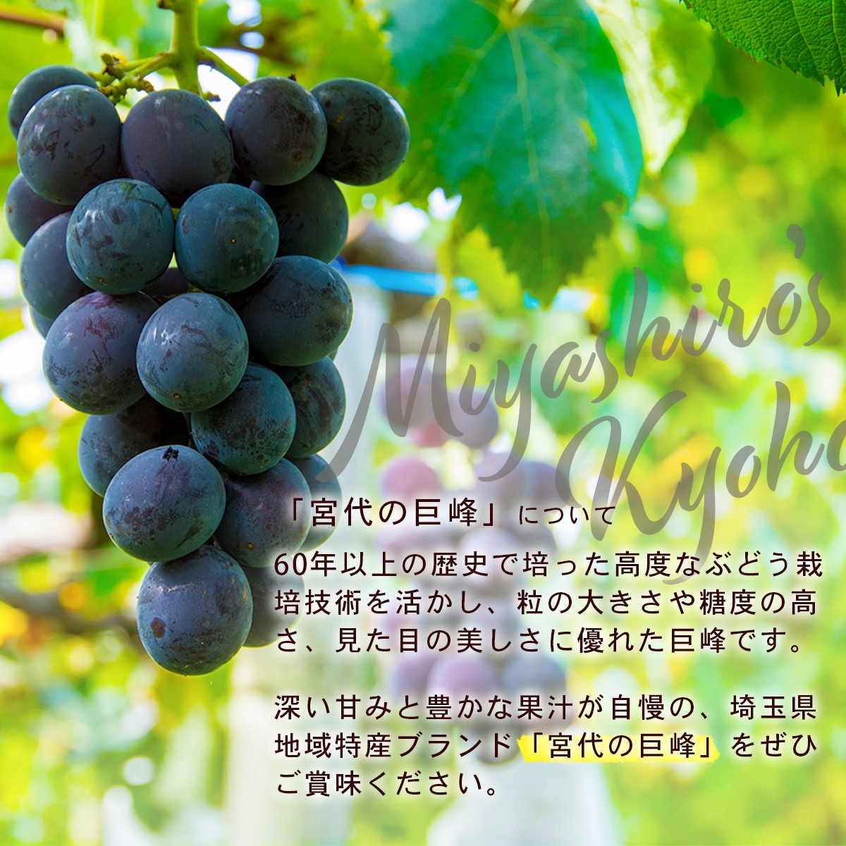 美味しさの理由（農家直送）朝摘み農家直送だからこそ実現する鮮度収穫したその日に発送する宮代産巨峰の新鮮さと甘み