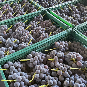 ＜25年発送先行予約＞シャインマスカット&黒系ぶどう 各1房(2房合計1kg程度)  229-003