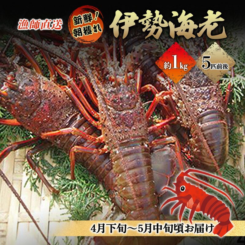 【ふるさと納税】漁師直送 新鮮！朝獲れ活伊勢海老1kg【出荷：4月下旬～5月中旬】 伊勢エビ エビ えび 冷蔵　お届け：2026年4月下旬～5月中旬