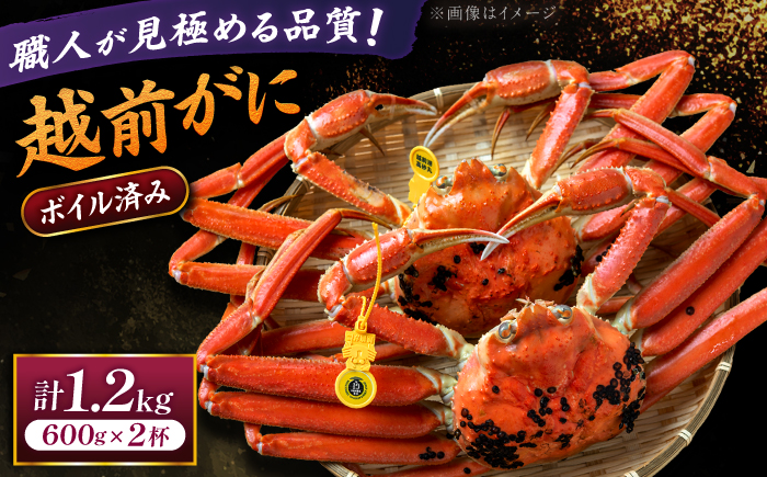 【先行予約/11月18日より順次配送】越前がに 600g×2杯 茹で 福井県産ズワイガニ / かに カニ 蟹 越前ガニ ズワイガニ ボイル / 小浜市 / 一進わかさ【配送不可地域：北海道・沖縄・離島