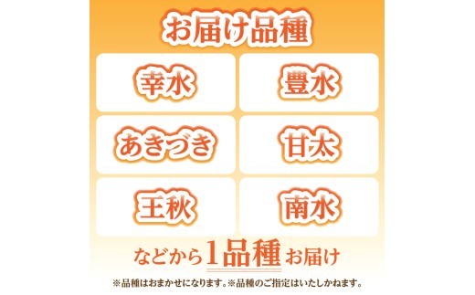 《先行受付》★山形産和梨（品種お任せ）★約3kg(6～12玉程度)秀品【2026年9月頃～順次発送予定】