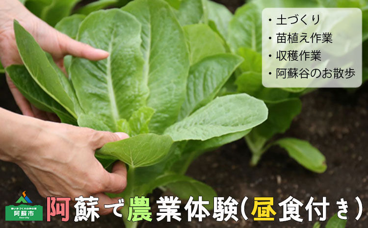 農業体験＆お散歩 【阿蘇蔵農園 野菜スムージー  体験 自然 農業 野菜 スムージー お弁当 熊本 阿蘇 熊本県 阿蘇市】