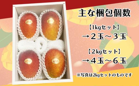 要マンゴー農園の完熟アップルマンゴー【2027年発送】　１kg　２玉～３玉　アップルマンゴー　希少　アーウィン　甘い　完熟　爽やか　マンゴー　沖縄　うるま市　太陽　南国