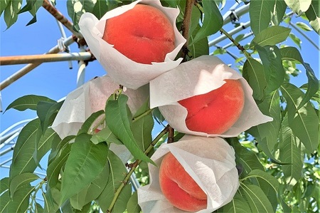 桃（川中島）３ｋｇ　0120-2501