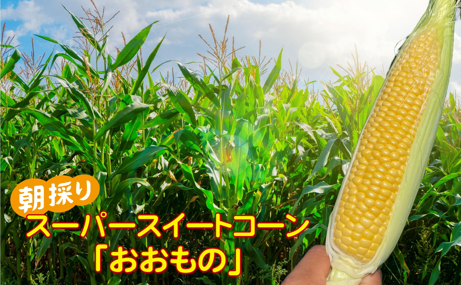 
                  【先行予約】 朝採り！ スーパー スイートコーン 品種：おおもの 約2.5kg ( 6～7本 )【 とうもろこし 夏野菜 コーン サラダ 数量限定 人気 おすすめ 岩手 陸前高田 】 RT2462
                