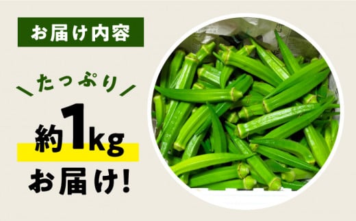 【順次発送】朝採れ オクラ 約1kg＜パッパラパー農園＞ [CFI001] おくら オクラ 野菜 夏野菜 新鮮 やさい おくら 贈答 