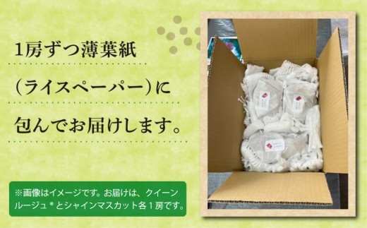 【先行受付2026年発送】農家直送！朝採れシャインマスカット＆クイーンルージュ®️約1kg（各1房）｜おぎはら園　※2026年9月下旬～10月上旬順次発送