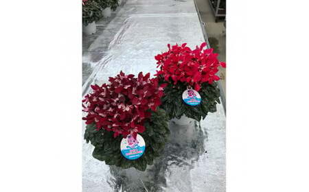 【先行予約】シクラメン ジックス鉢 5号 花ギフト 根本園芸 | 福島県 南相馬市 農林水産大臣賞