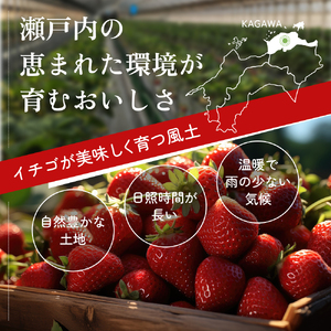 【12月～1月発送】香川県 オリジナル品種！ いちご【さぬきひめ】1kg（ フルーツ 果物類 苺 さぬき姫 取り寄せ 送料無料 糖度 甘い 農園 特産品 秀品 大粒 1キロ デザート ストロベリー 国