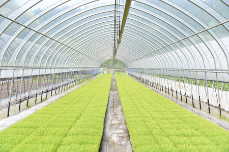 【予約受付】令和8年産・新米 美緑米 4kg 予約 新米 令和8年産 南小国産 米 白米 精米 あきげしき ご飯 ごはん お米 2kg 2袋 産地直送 はいわら 熊本 阿蘇 南小国町 送料無料